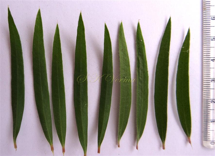  Leaves